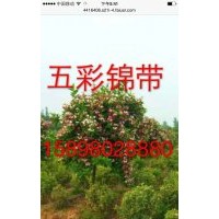 新品種五彩錦帶小苗