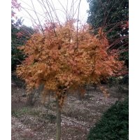 供應(yīng)槭楓、龜甲冬青