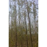 博野縣豐林苗圃場(chǎng)大量出售毛白楊