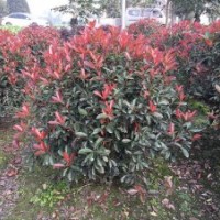成都紅葉石楠基地廠家直銷紅葉石楠?dú)g迎到崇德園林實(shí)地考察
