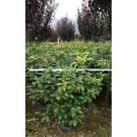 供應(yīng)一批袋裝四季桂球60-90cm，地苗和白布袋裝