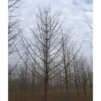 山東銀杏價(jià)格|興隆銀杏|山東銀杏價(jià)格表，，