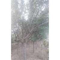 大量出售櫻花、玉蘭、北海道黃楊、紅葉李等