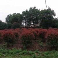 紅葉石楠價(jià)格—綠化苗木紅葉石楠價(jià)格
