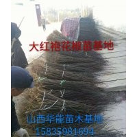 大紅袍花椒苗基地花椒苗價(jià)格哪有純正的大紅袍花椒苗獅子頭花椒苗