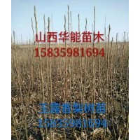 山西玉露香梨樹(shù)苗種植基地玉露香梨樹(shù)苗產(chǎn)地直銷(xiāo)嫁接玉露香梨樹(shù)苗