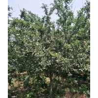 東紅果海棠5-6公分10公分