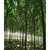 速生白蠟5-6-7-8-10公分