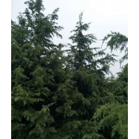 雪松4-5-6-7-8-9米