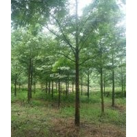 四川成都高桿高分支水杉