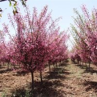 江蘇垂絲海棠的日常管理