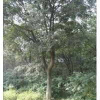 常年提供20公分樸樹 南京樸樹價格