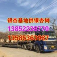 銀杏小苗價格_銀杏小苗價格_興隆銀杏(查看)