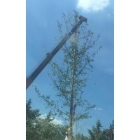 山東精品銀杏苗圃 14-35公分銀杏樹價(jià)格