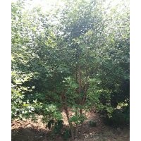 陜西楓匯農(nóng)林科技有限公司出售