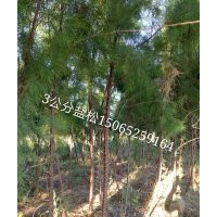 大量供應(yīng)3公分鹽松