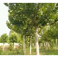 濟(jì)寧金葉白蠟基地 法桐基地 法桐價格低落13公分 山東法桐 玉清法