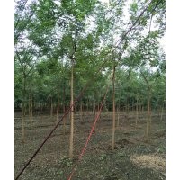 5-10公分國(guó)槐