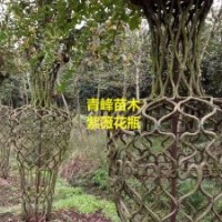 成都紫薇 四川紫薇造型批發(fā)