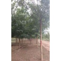 5公分老式國(guó)槐裸根定桿國(guó)槐