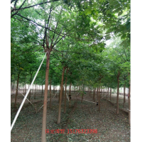 河北國槐基地10公分保定國槐價格二次定桿國槐圖片