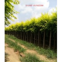 河北金葉榆樹苗基地，保定金葉榆球價格，地接、高接、矮接金葉榆