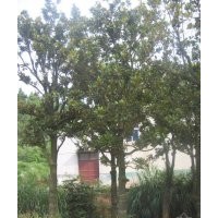 有30支大規(guī)格白玉蘭和20支大規(guī)廣玉蘭出售