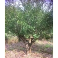 供有大規(guī)格花梅梅樁12公分/15公分18/20/22/24公分500支