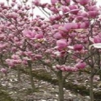 2公分紅玉蘭價(jià)格.直徑3公分紅玉蘭價(jià)格