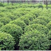 江蘇海桐球價(jià)格，產(chǎn)地批發(fā)海桐價(jià)格.1米海桐價(jià)格