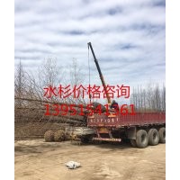 供應(yīng)16公分水杉