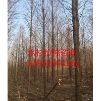 供應(yīng)13公分水杉 水杉基地