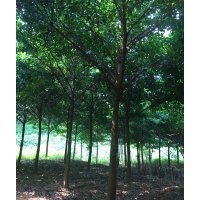 大量出售鵝腎木、鵝山木（廣東）、和順木