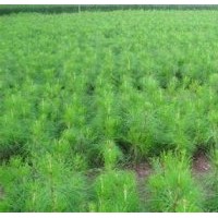 云杉,3.5米,35000株