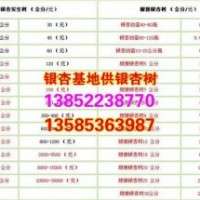 銀杏苗圃|興隆銀杏|精品銀杏苗圃銀杏樹