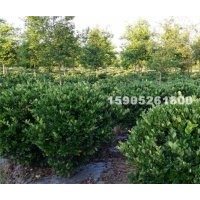 1米5金森女貞球