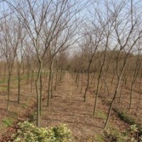 2017年櫸樹的價格