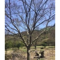 雞爪槭紅楓紅梅三角楓羅漢松羽毛楓櫻花