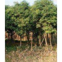 直徑10公分以上，高2.5米以上的扁桃樹地苗出售
