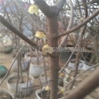 臘梅的市場(chǎng)行情是怎樣的，多少錢一棵