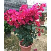 福建三角梅勒杜鵑葉子梅供應(yīng)基地 福建三角梅批發(fā) 福建三角梅價(jià)格