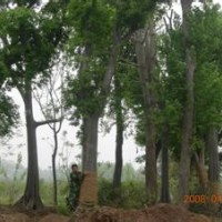 移植15公分樸樹價(jià)格18公分樸樹價(jià)格叢生樸樹價(jià)格