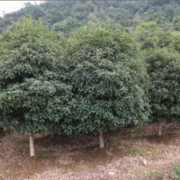 現(xiàn)在精品1.5米2.5米4米海桐球報價