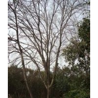 江蘇胸徑10公分15公分楓楊報(bào)價(jià)多少