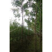 河北北欒 保定北欒 定興縣北欒4-7公分