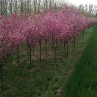 河北榆葉梅 保定榆葉梅 定興縣榆葉梅3-8公分