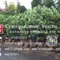 法國冬青,珊瑚樹,青珊瑚,法青,法冬