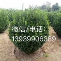 長(zhǎng)期供應(yīng)各種規(guī)格的大葉黃楊球等綠化苗木