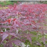供桂花櫻花紅楓雞爪槭紅梅海棠出售