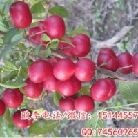 歐李苗 歐李樹(shù)苗 歐李鈣果苗 鈣果樹(shù)苗 科技苑沙地銀行